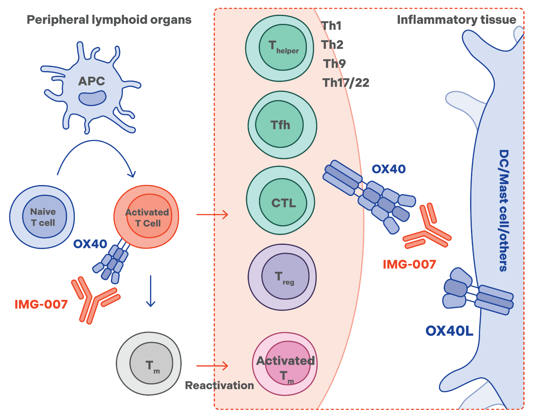 IMG-007 humanized immunoglobulin GIgG1 mAb - MOA